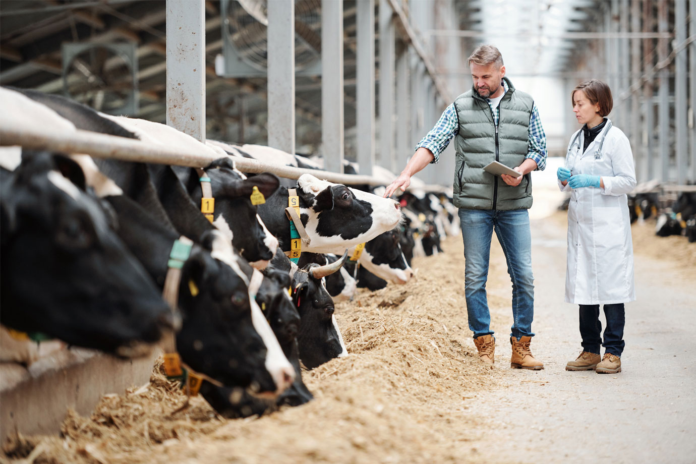 L’algorithme exclusif du programme GHP permet d’adapter les index standards en s’appuyant sur l’interprétation scientifique du microbiote de votre élevage.